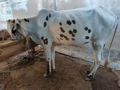 cow for sale