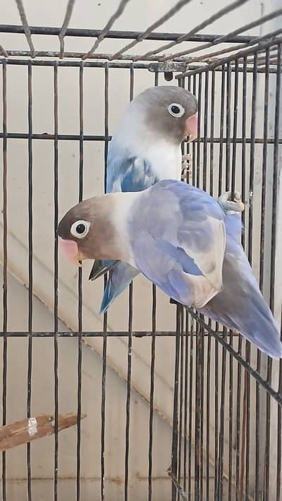 Complete setup for sale (Budgies, Lovebirds, Ringneck)