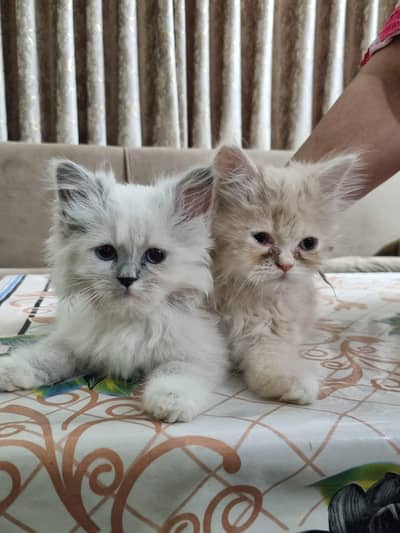 Persian Kittens For Sale