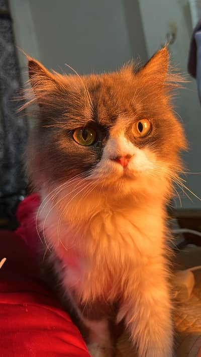 persian male cat