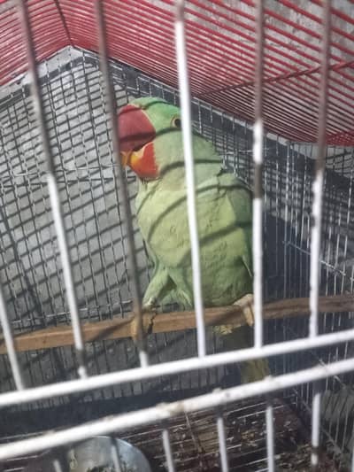 beautiful parrot 10500 final price ha 03094654348