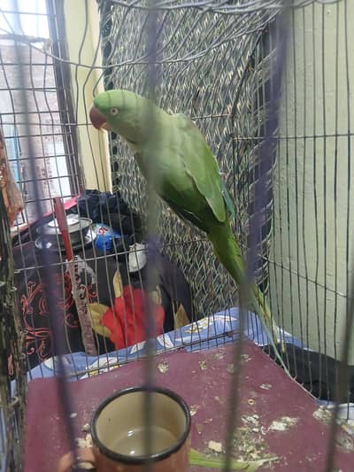 Raw Parrot Forsale