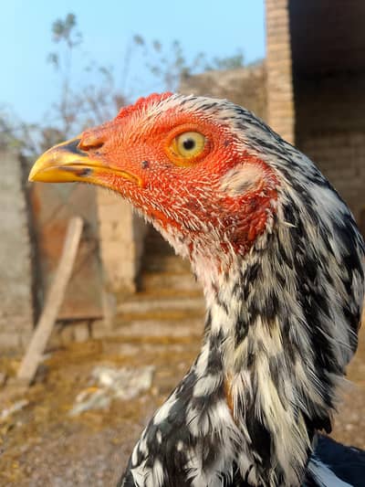 Aseel JAWA, RED china, black china, BLACK LAKHA and other birds