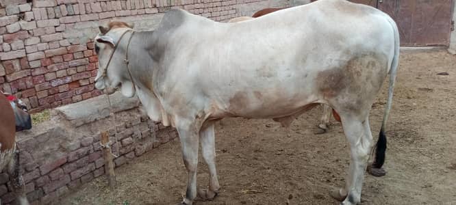 For Qurbani