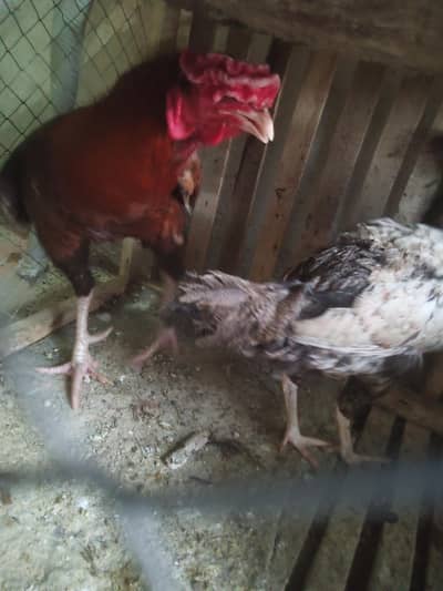 urgent sell aseel pair