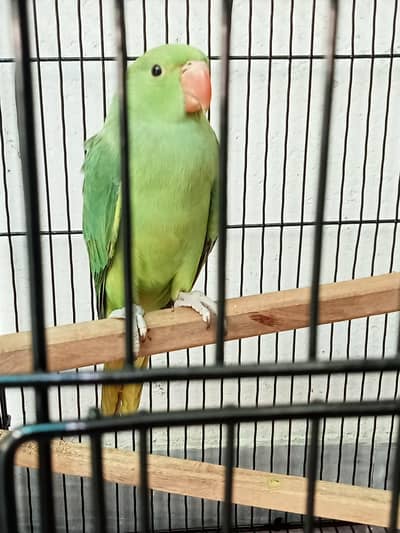 Parrots Babies.