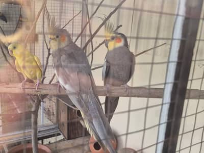 1 Pair and 1 Breeder Male