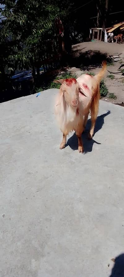 bakra for qurbani