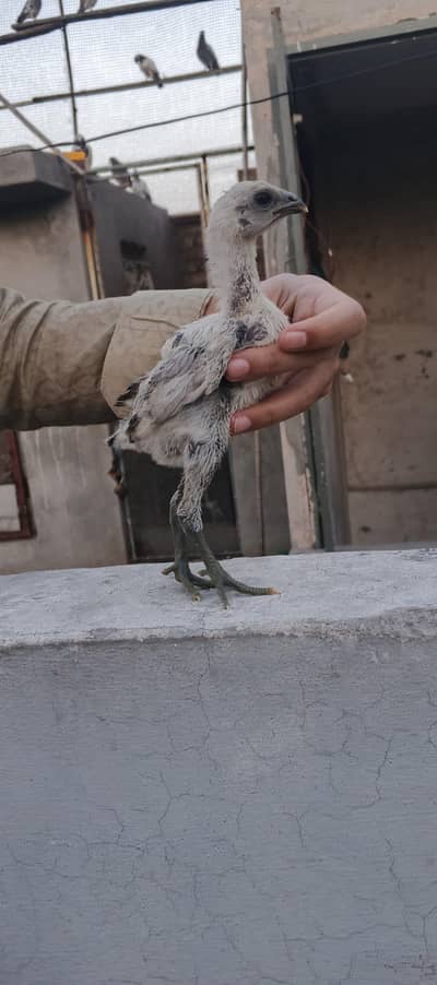Pure Dragon and burmi aseel chick's available for sale