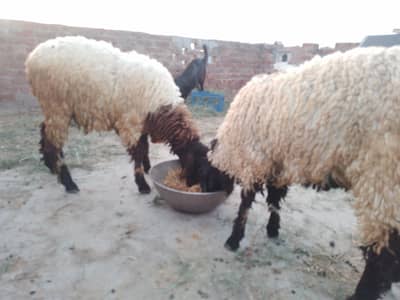 قربانی والے دونوں چھترے برائے فروخت