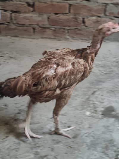 aseel lakhi madi for sale