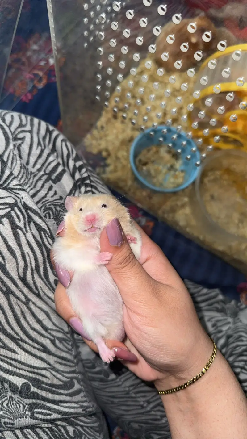 Imported Syrian Hamsters available with free food and bedding! — photo 3