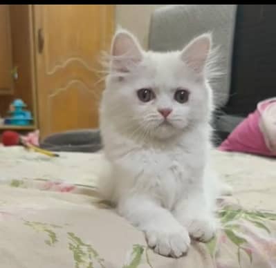 persian punch face triple coat/male and female kittens