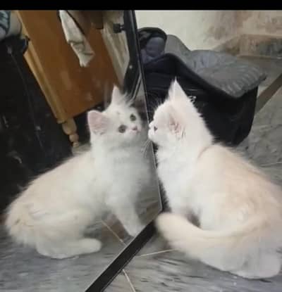 persian punch face triple coat/male and female kittens