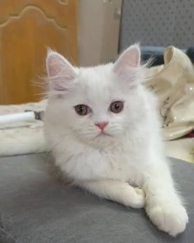 persian punch face triple coat/male and female kittens