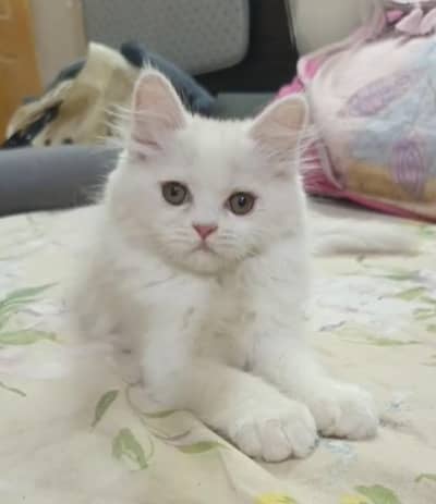 persian punch face triple coat/male and female kittens