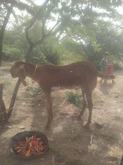 makkhi chini bakre 2 for sel vajan takriban ek man donon Ka