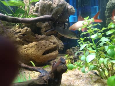 albino shark pair  and sliver shark