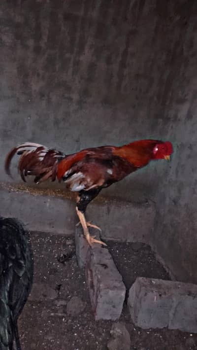 ASEEL TOP QUALITY PATHHA