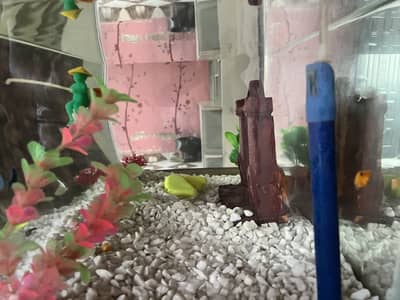 Fish Aquarium