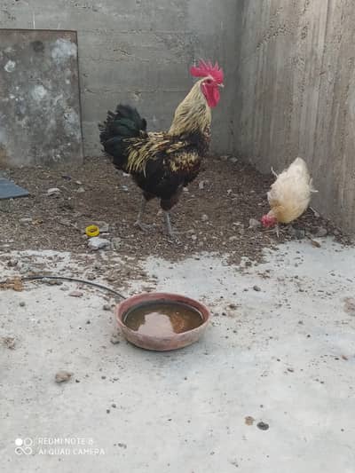 3 eggs lying hens with 1 male for sell