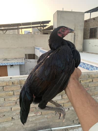Pure mushka female