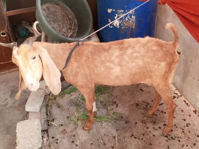 Bakri for sale Qurbani k Liye best option