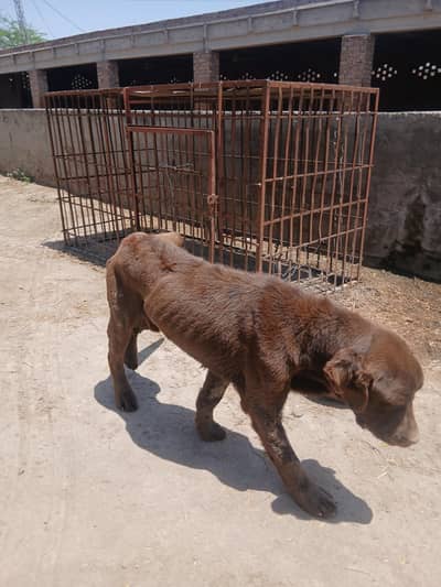 labara dor dog active vacition don