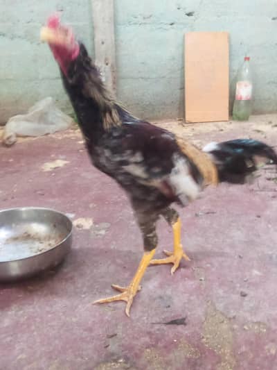 asil murga