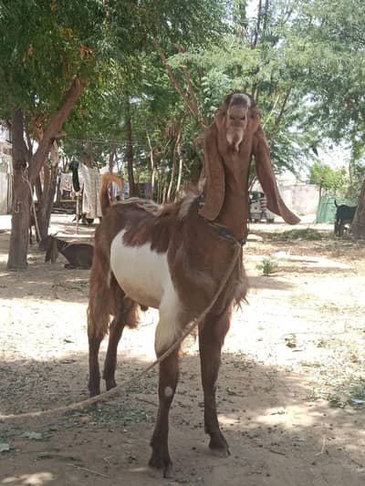 Bakra for sale qurbani