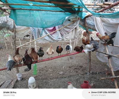 Desi Hens Eggs lying 49 tail