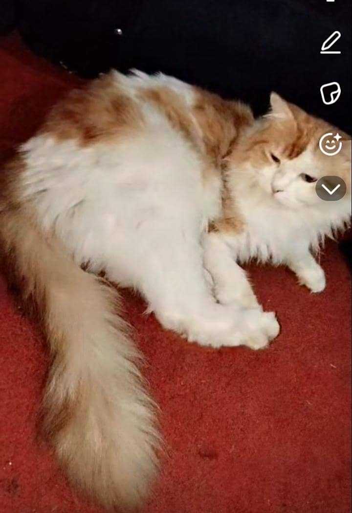 cats  0