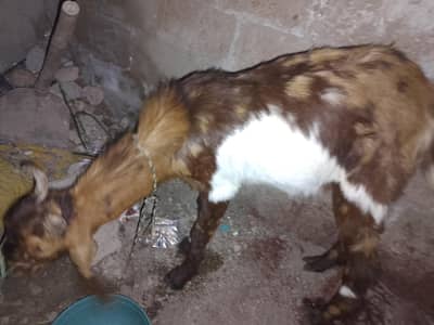 ando bakra 2 danth he