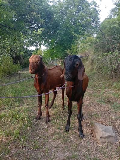 Pair Desi Pahari Bakray | Dewormed & Vaccinated | Video Call available