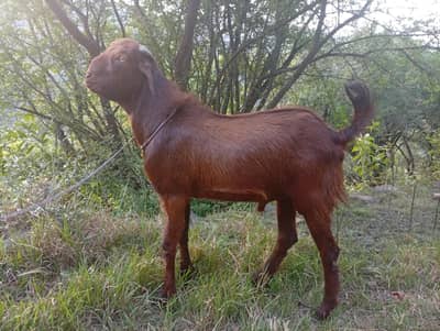 Pair Desi Pahari Bakra | Dewormed & Vaccinated | Video Call available