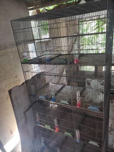 12-Portion Cage + Hogoromo 5 pairs for sale