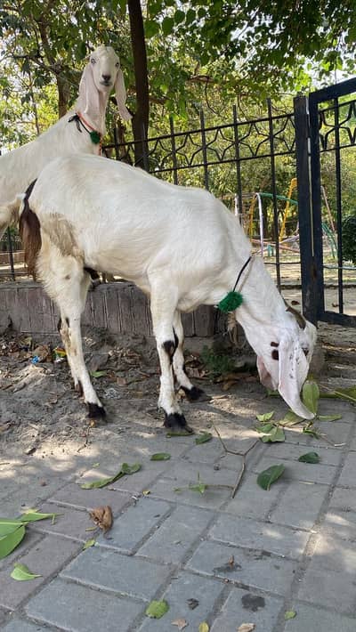 2 dant bakray ha jori hai white color ki