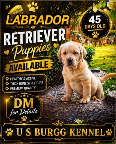Labrador| Male Puppy | Labrador puppies for sale | Pedigree Puppies