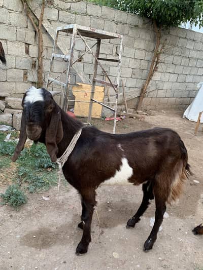 qurbani valy healthy bakry