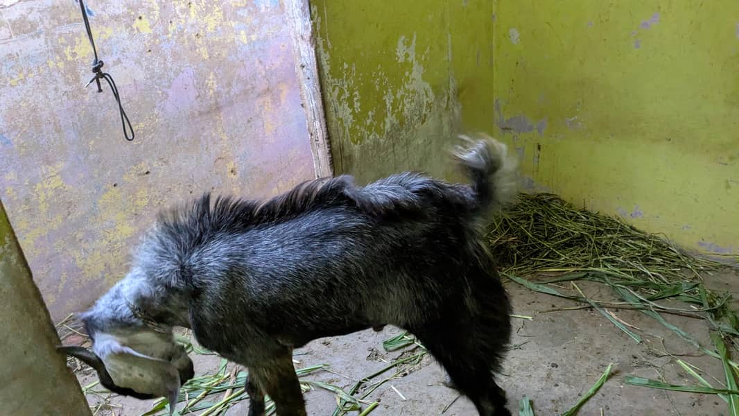 bakra 0
