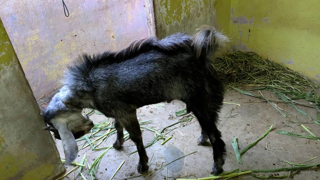 bakra 1