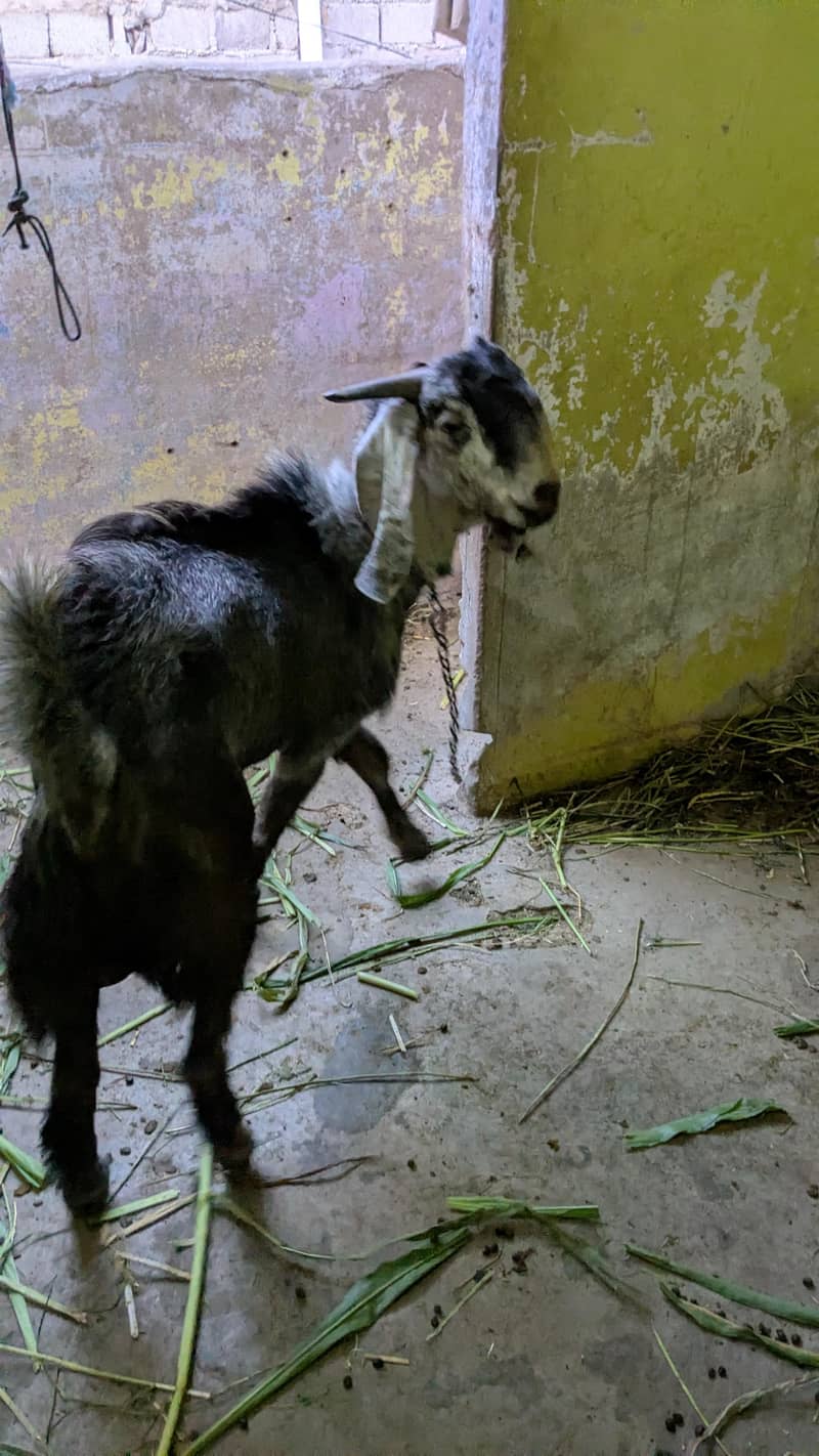 bakra 2