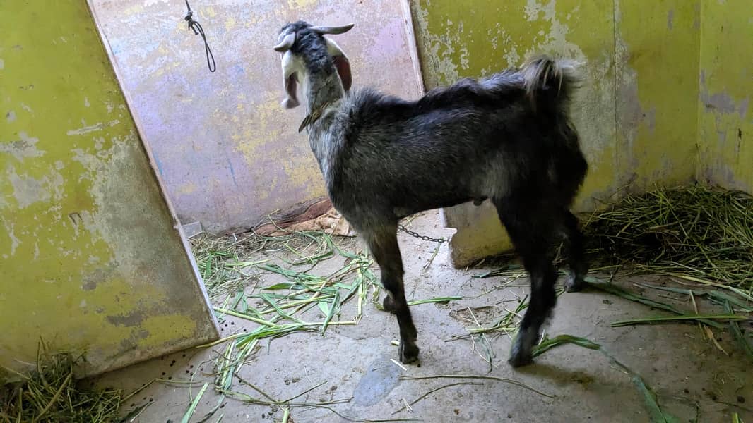 bakra 3