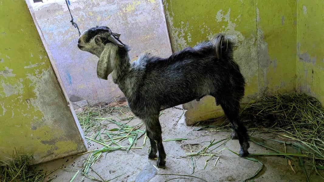 bakra 4