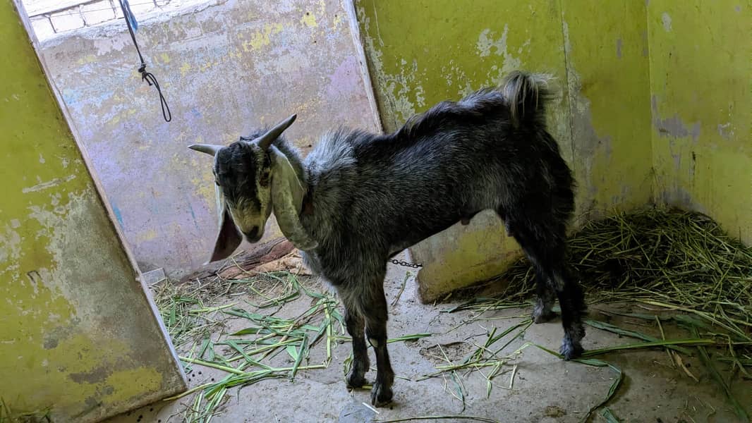 bakra 5