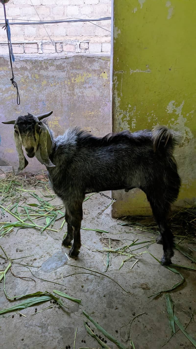bakra 6