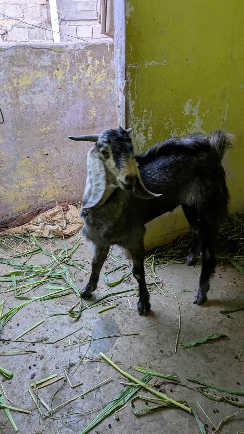 bakra 7