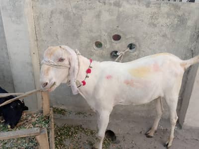 bkara sell okara tool pllaza on bkra eid
