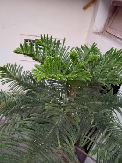 Christmas tree plant