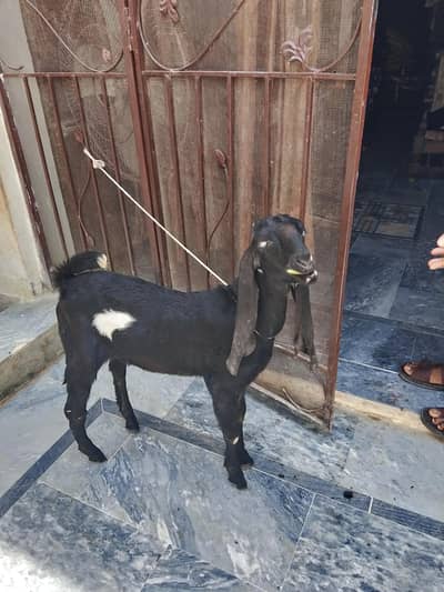 lail puri goat